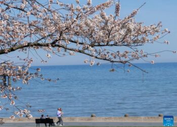 Cherry blossoms in full bloom in Ontario, Canada