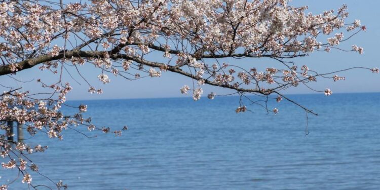 Cherry blossoms in full bloom in Ontario, Canada