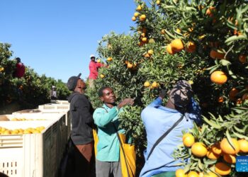 Citrus harvested in Brits, South Africa