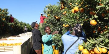 Citrus harvested in Brits, South Africa